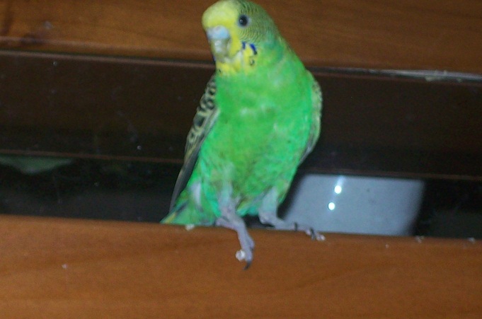 Vi presento la mia...